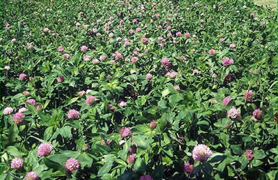 Hollands Farm organic cereal production