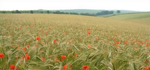 Hollands Farm organic cereal production