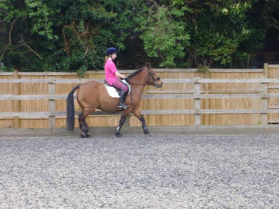 Hollands Farm horse livery in Bourne End